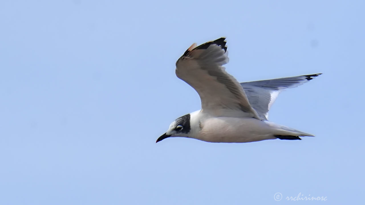Franklin's gull