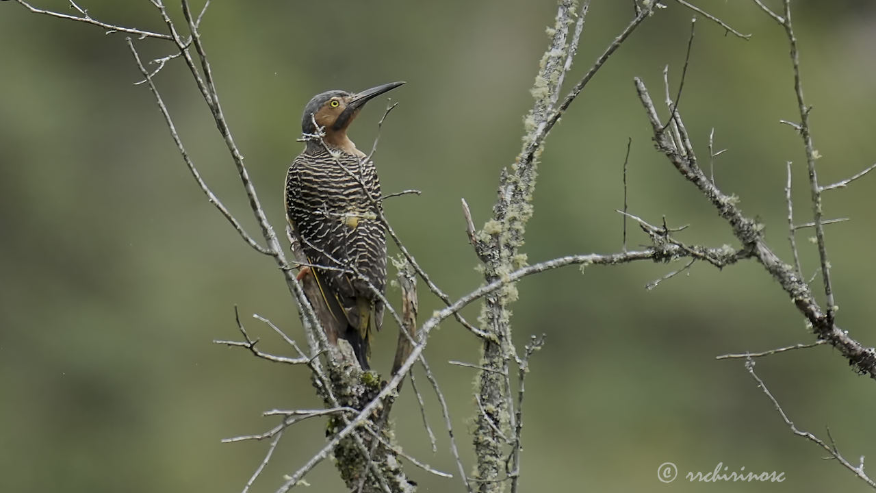 Andean flicker