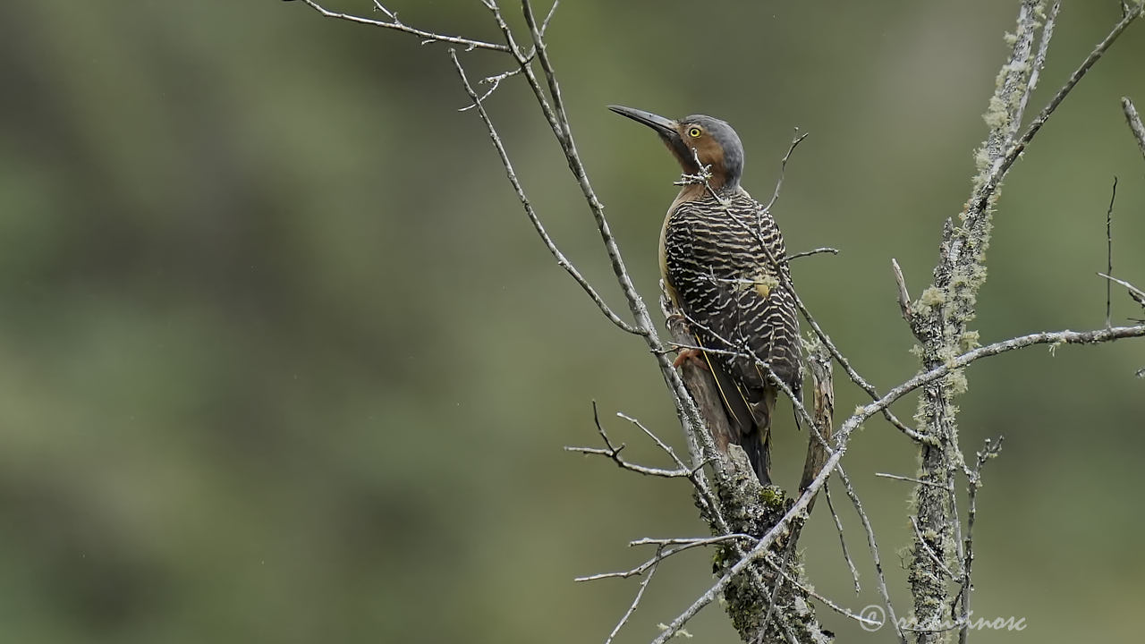 Andean flicker