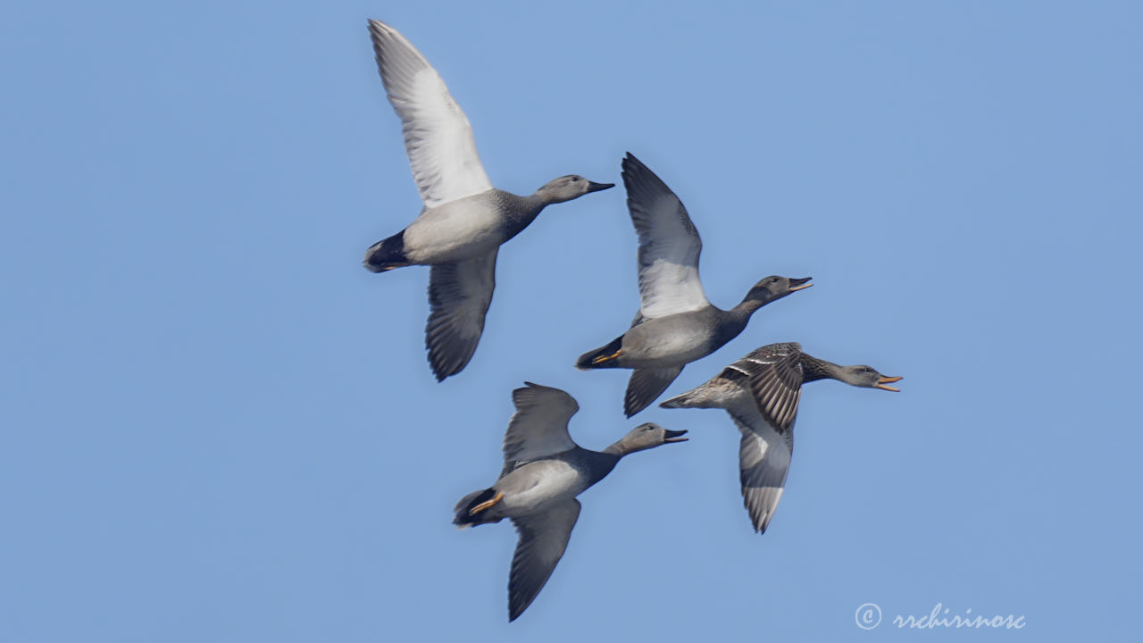 Gadwall