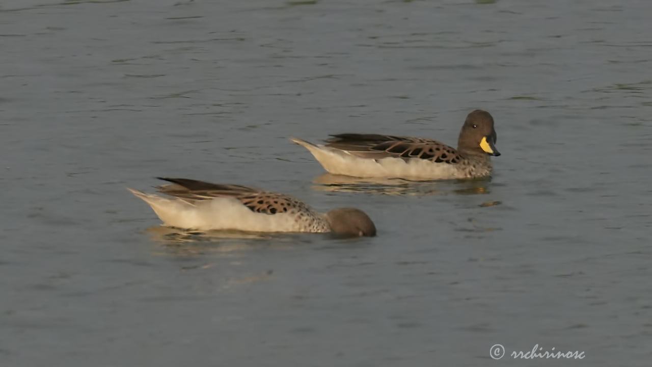 Yellow-billed teal
