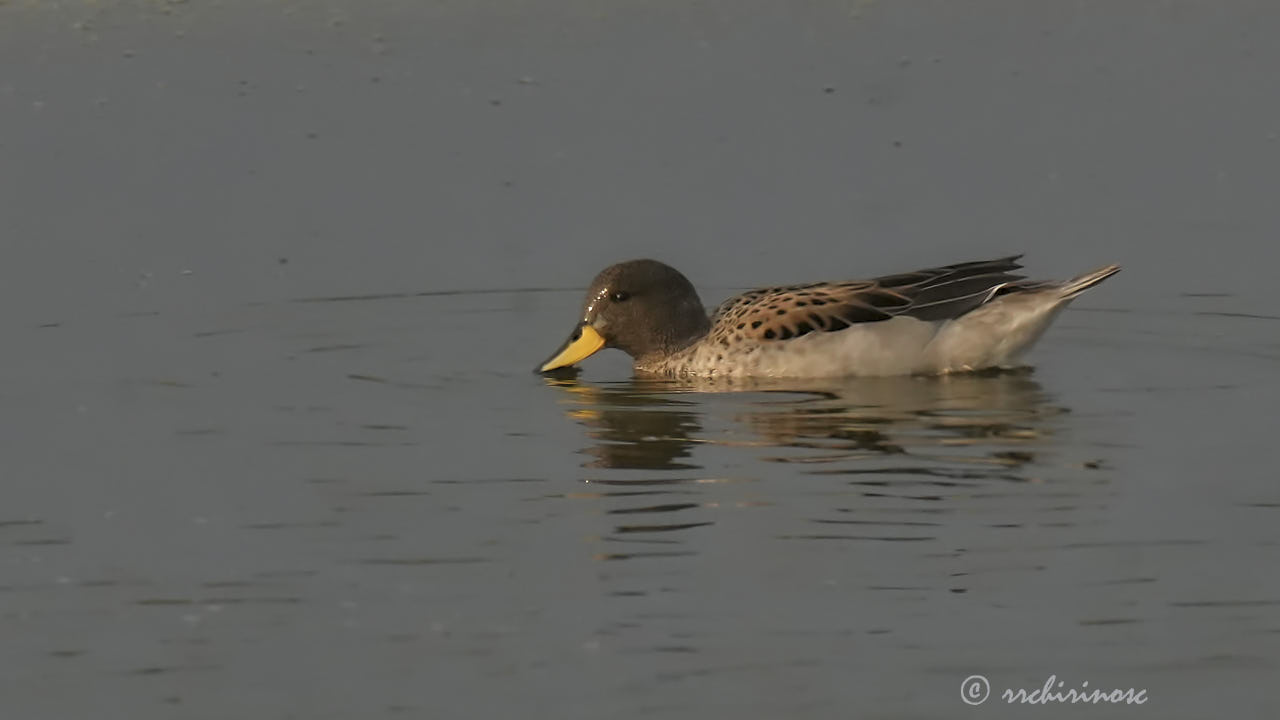 Yellow-billed teal