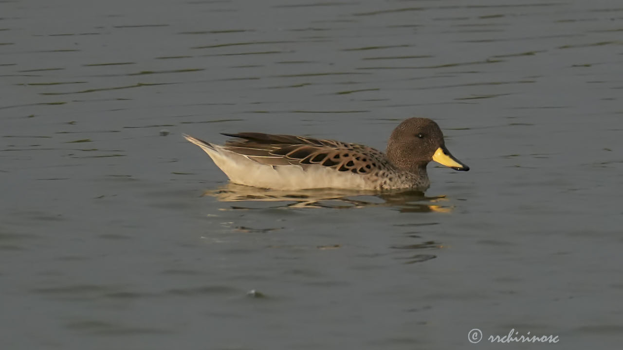 Yellow-billed teal