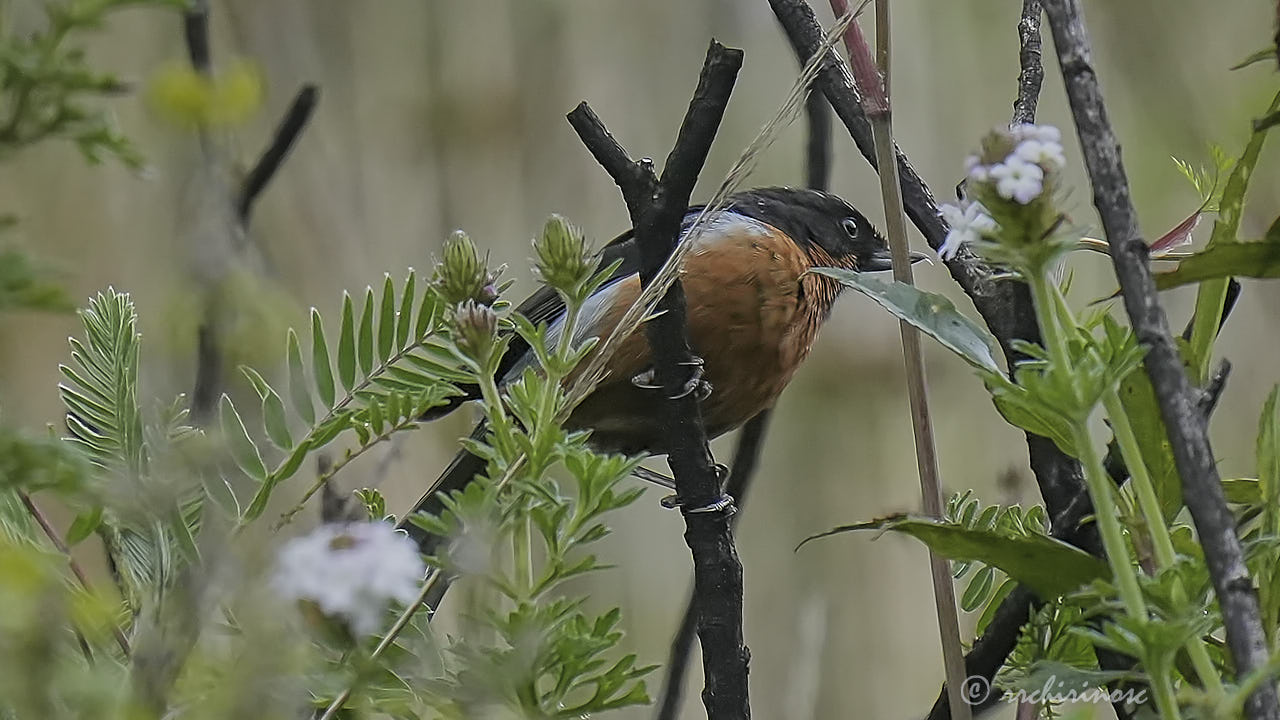 Black-throated flowerpiercer