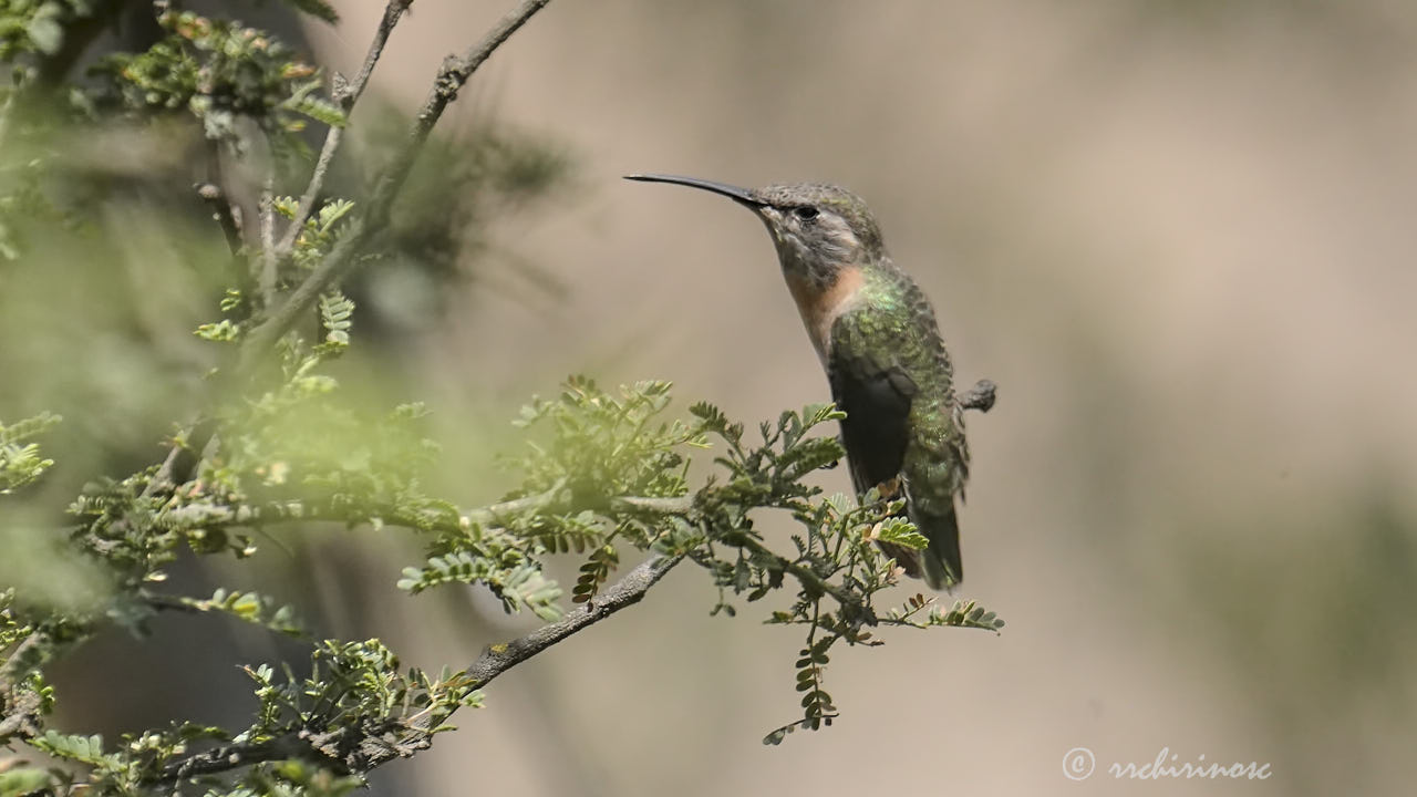 Purple-collared woodstar