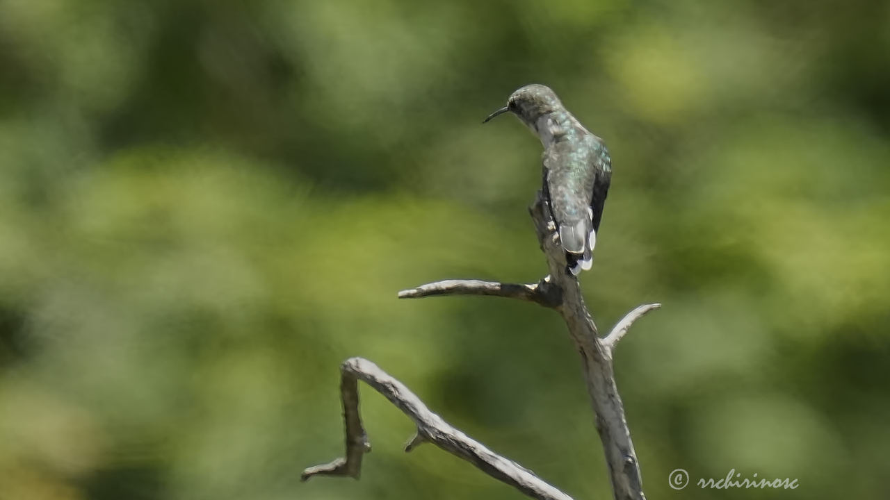 Purple-collared woodstar