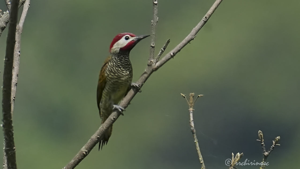 Black-necked woodpecker