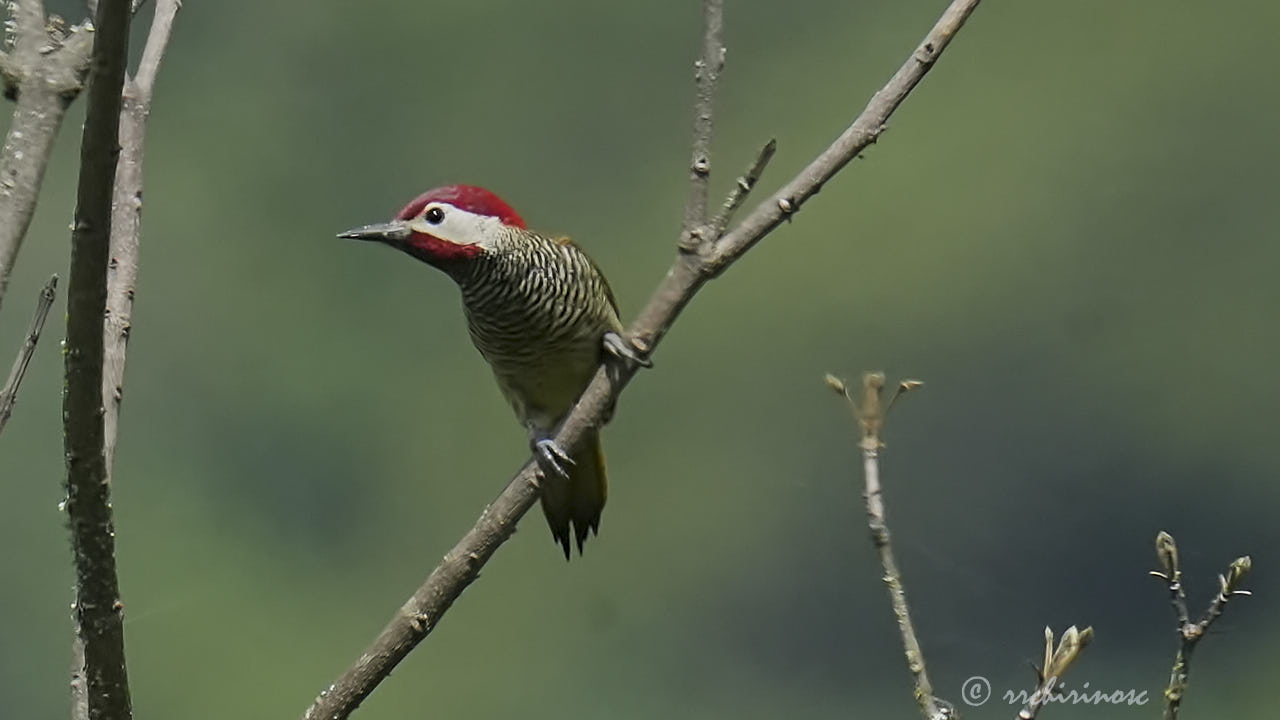 Black-necked woodpecker
