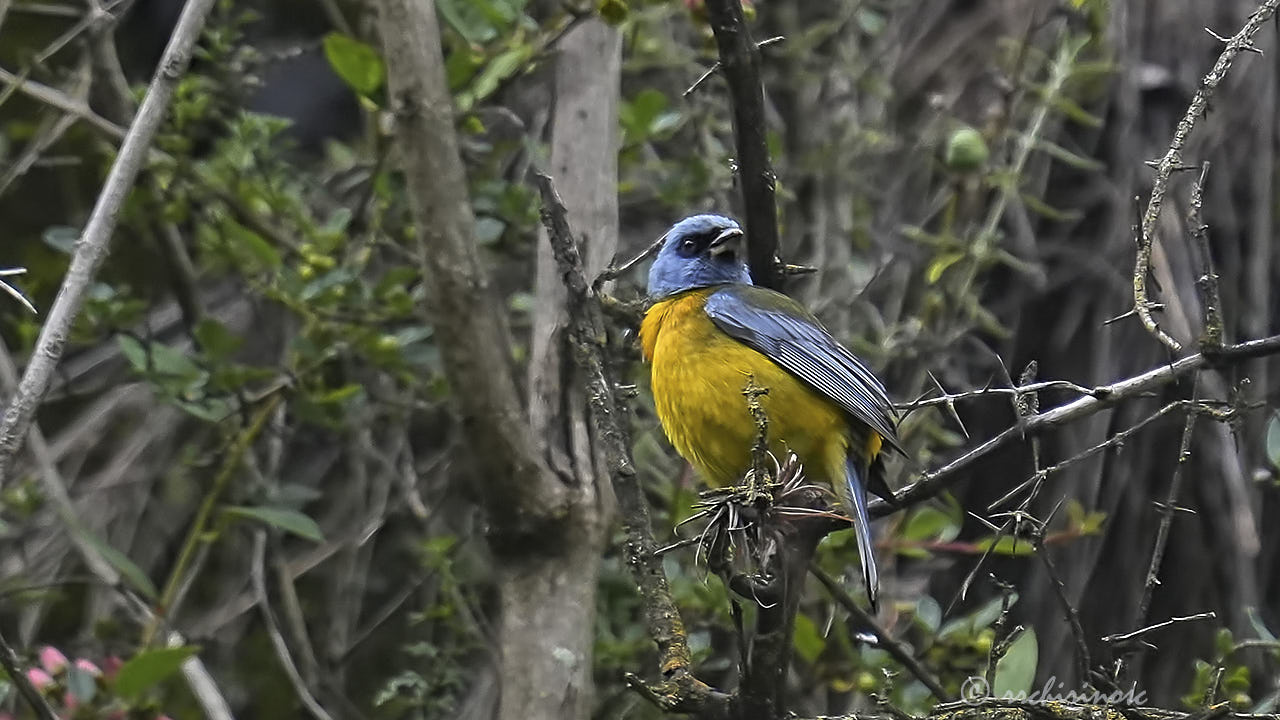 Blue-and-yellow tanager