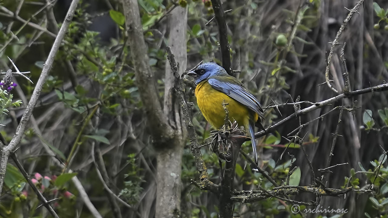 Blue-and-yellow tanager