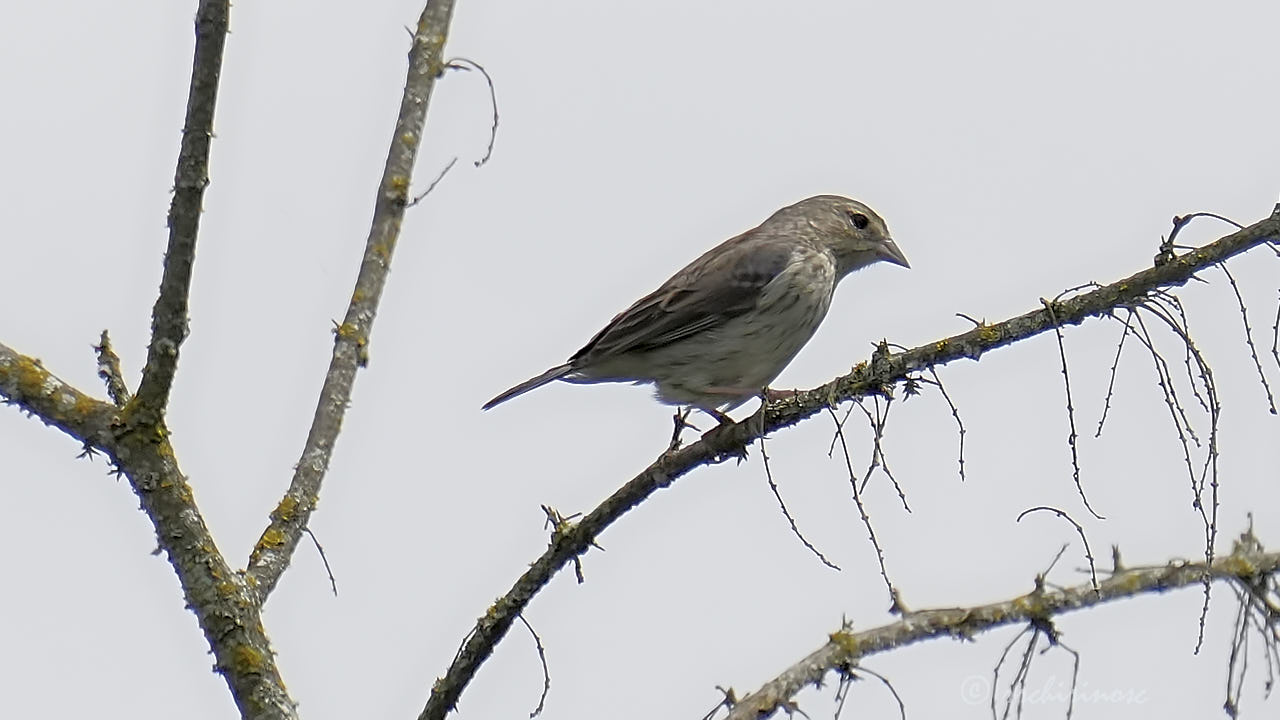 Ash-breasted sierra finch