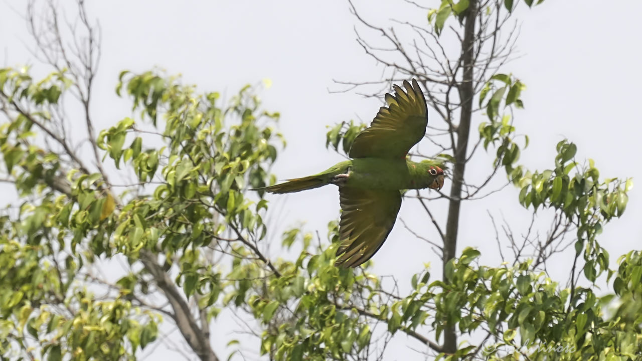 Mitred parakeet