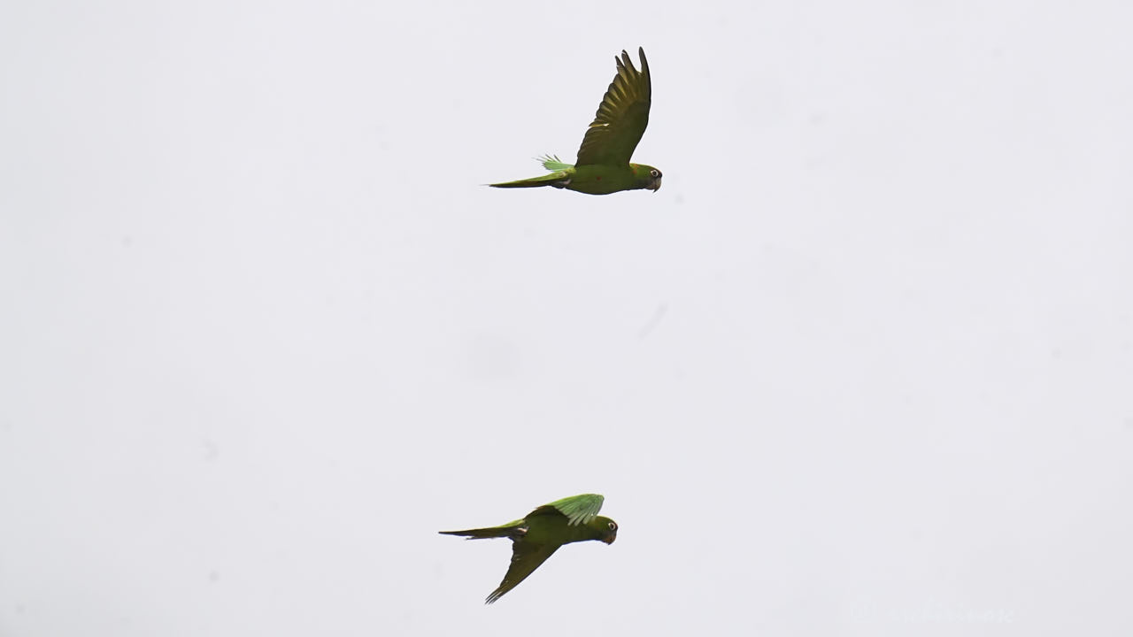 Mitred parakeet