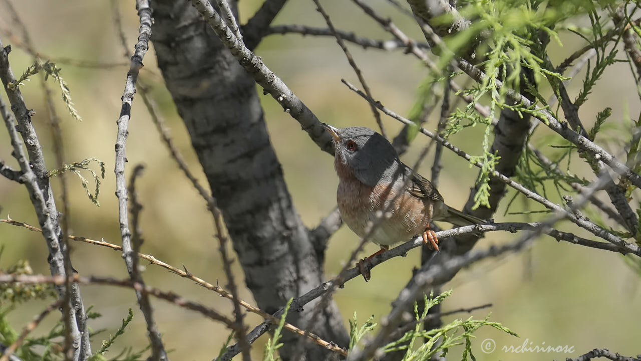 Western subalpine warbler