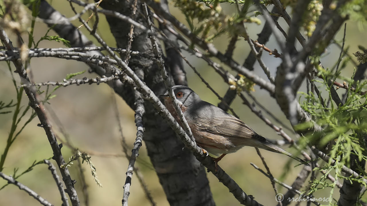 Western subalpine warbler
