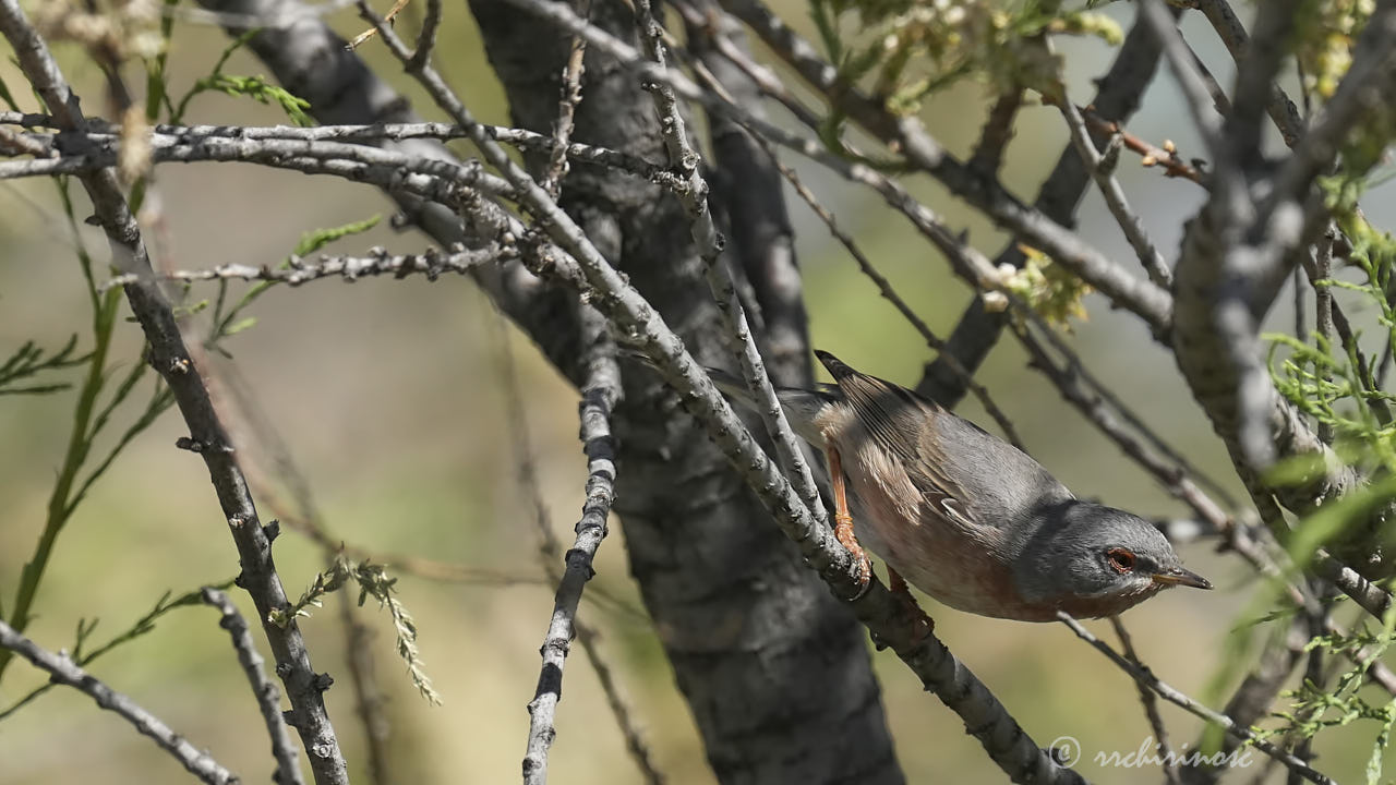 Western subalpine warbler