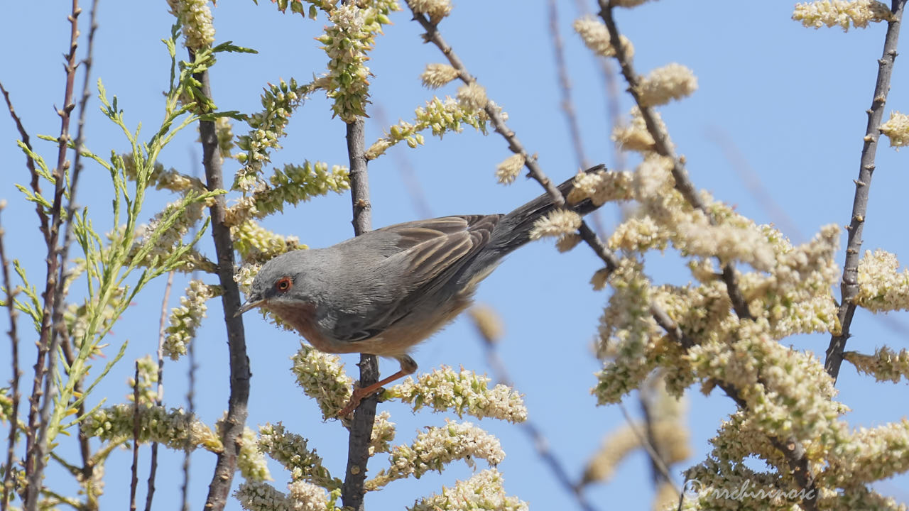 Western subalpine warbler
