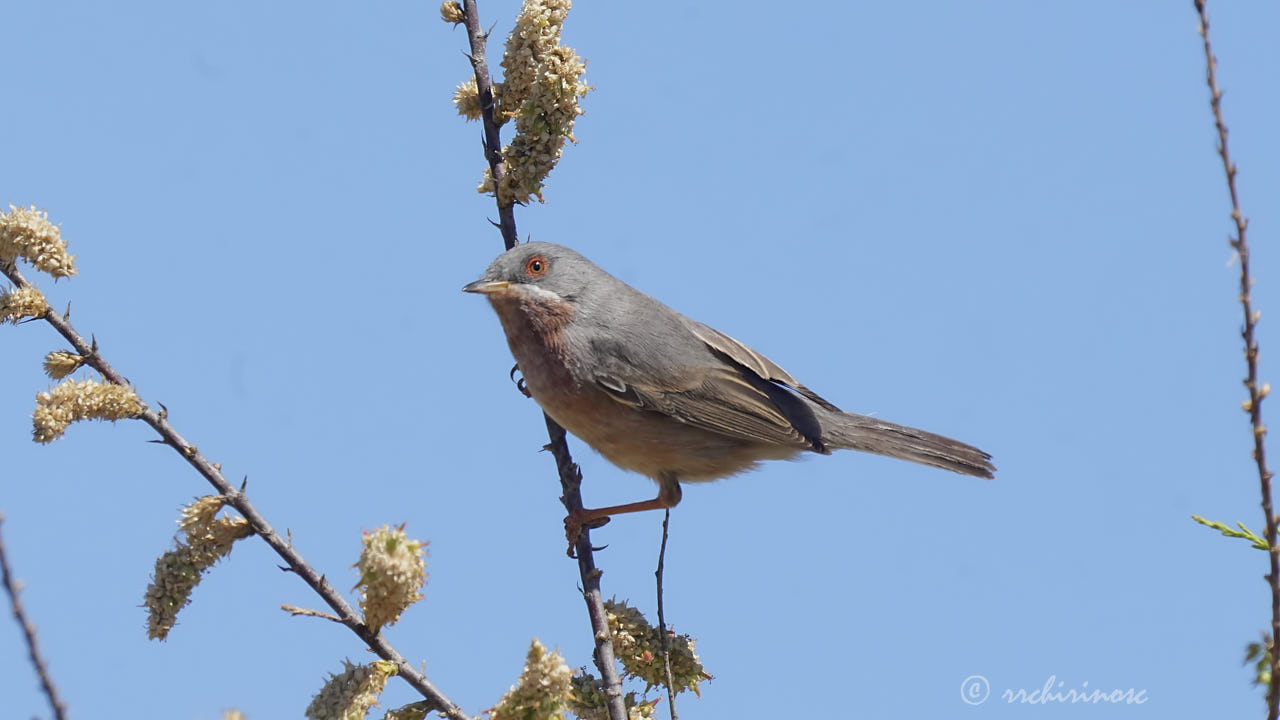 Western subalpine warbler