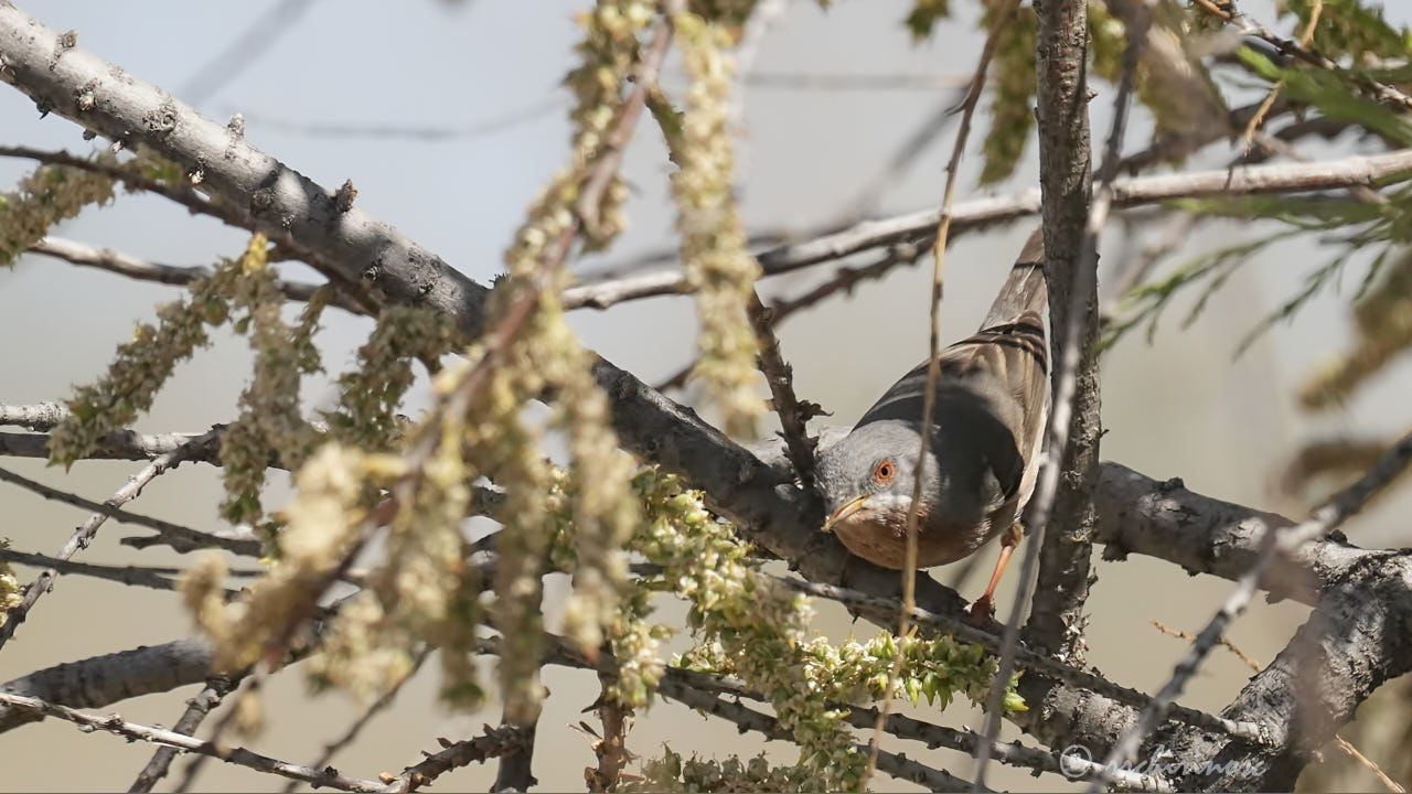Western subalpine warbler