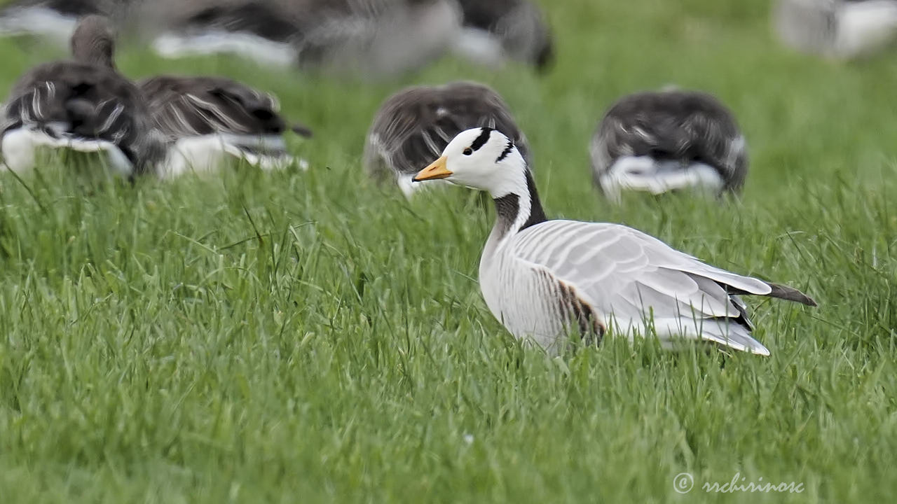 Bar-headed goose
