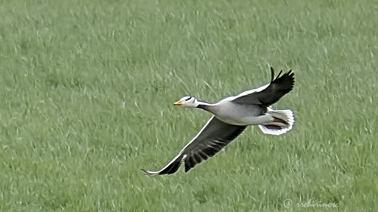 Bar-headed goose