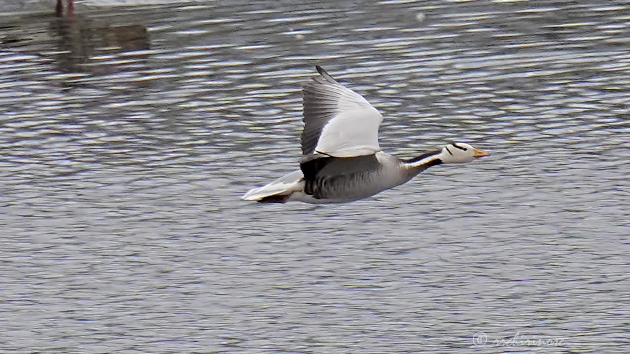 Bar-headed goose