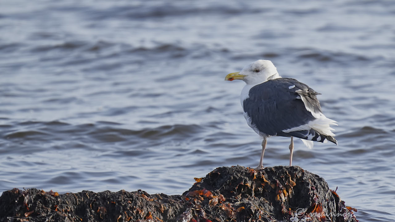 Great black-backed gull