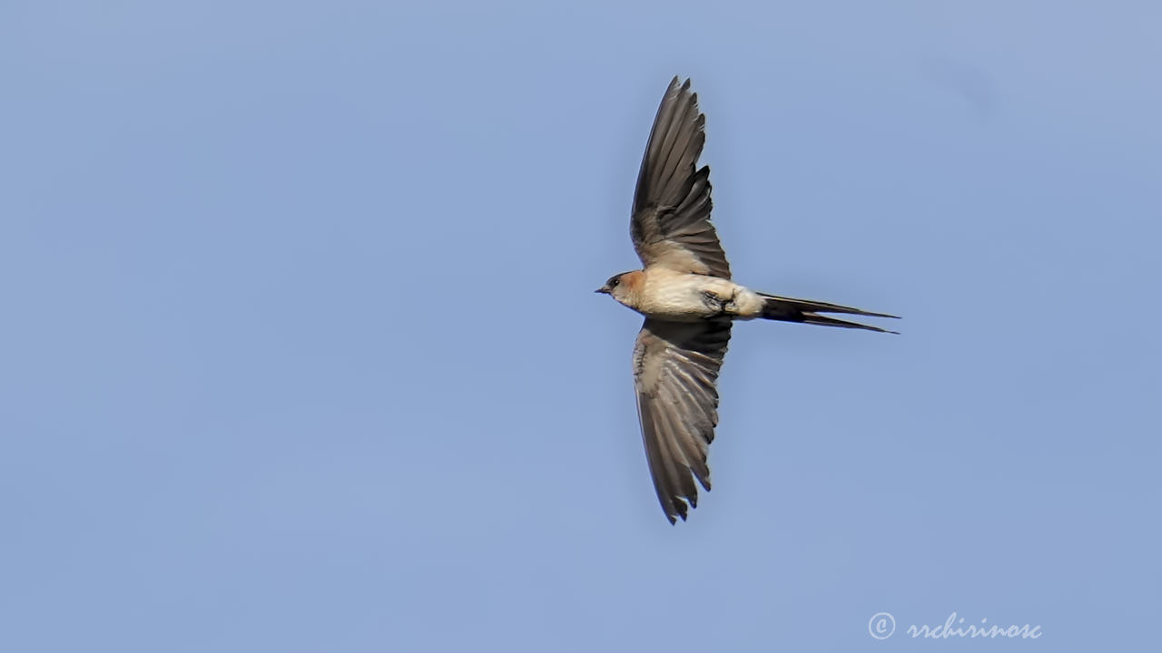 European red-rumped swallow
