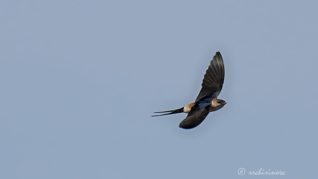 European red-rumped swallow