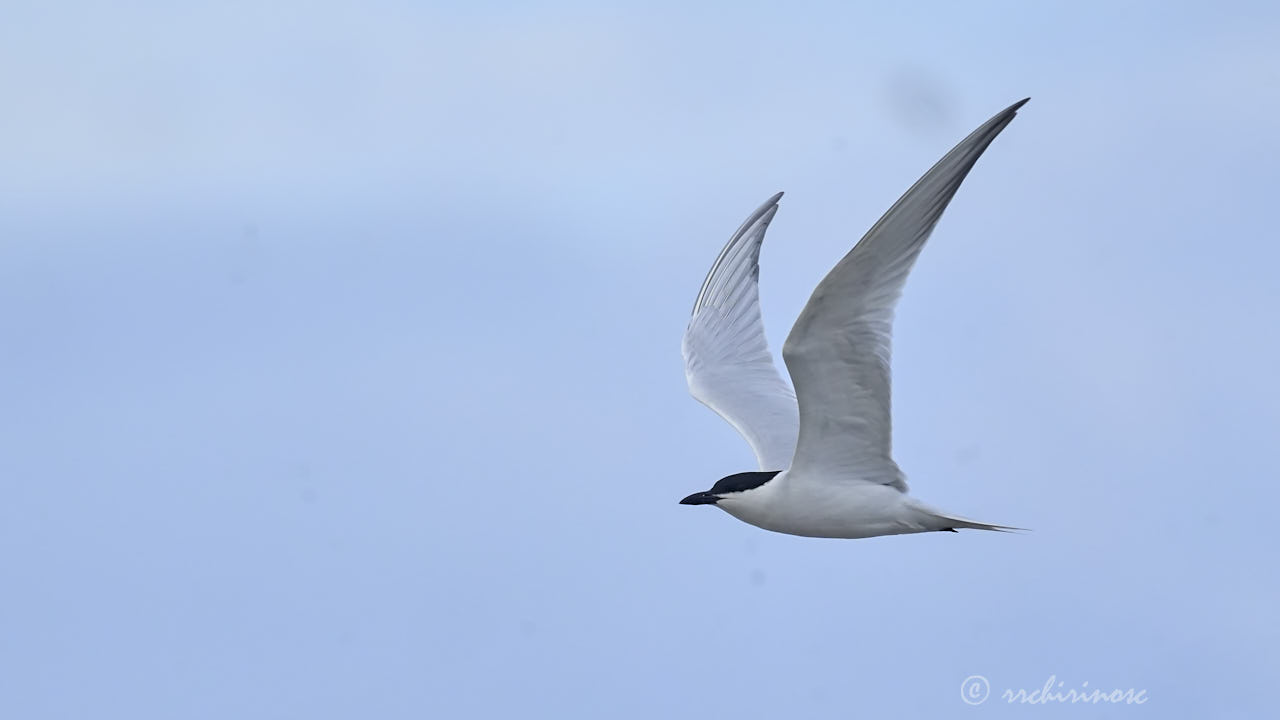 Gull-billed tern