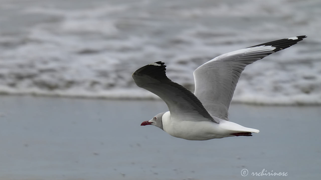 Grey-headed gull