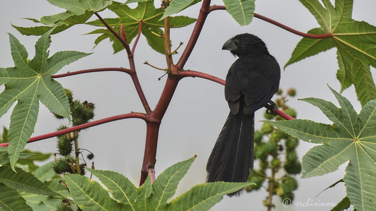 Groove-billed ani