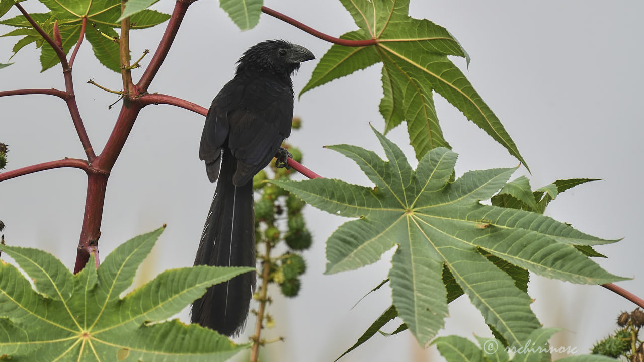 Groove-billed ani