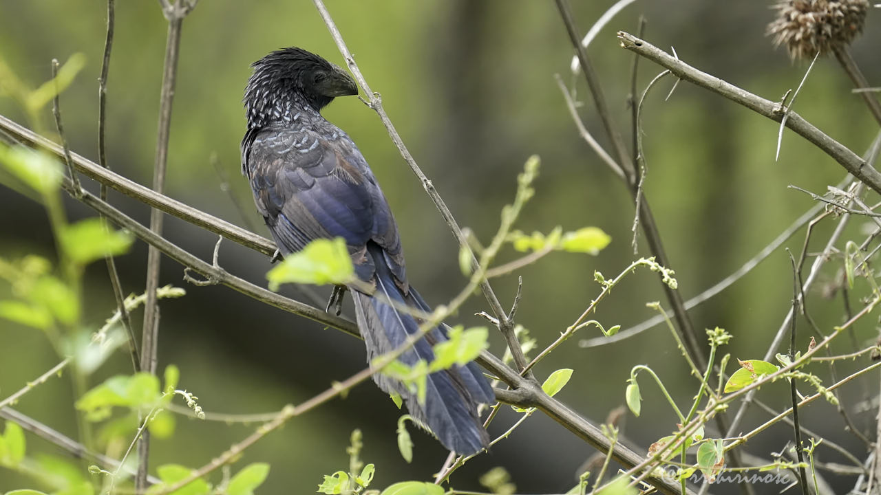 Groove-billed ani