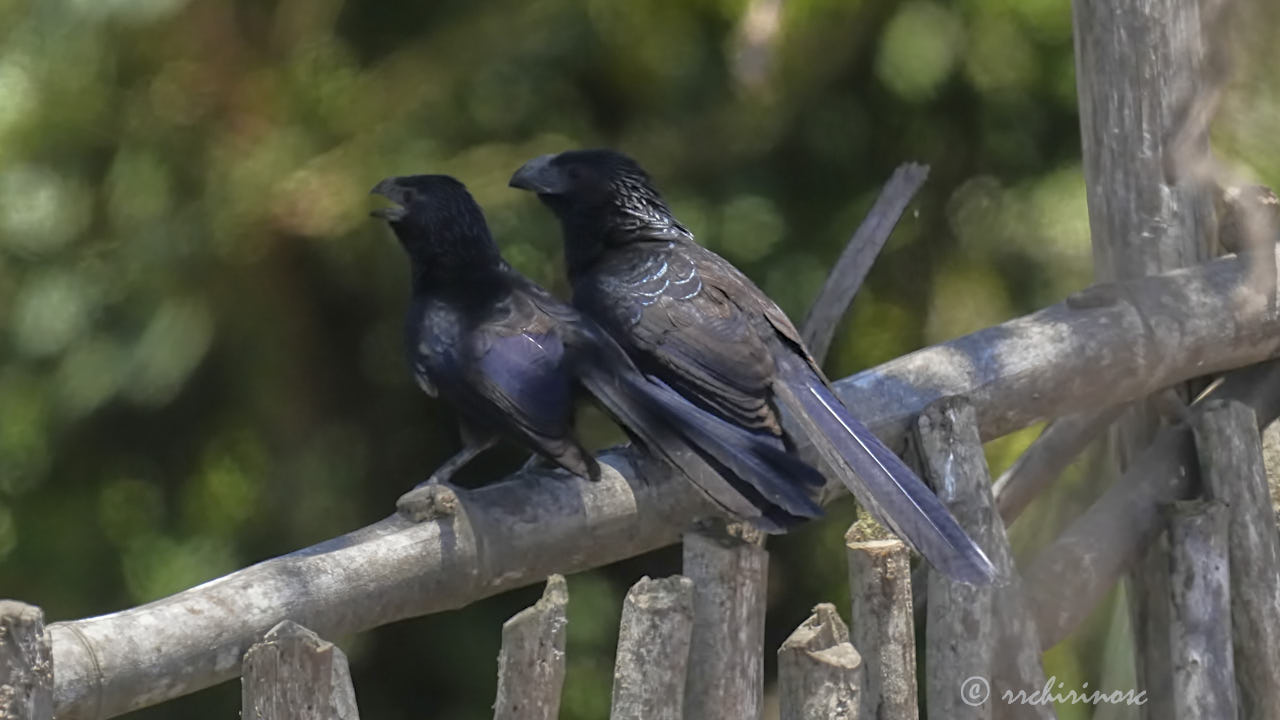 Groove-billed ani