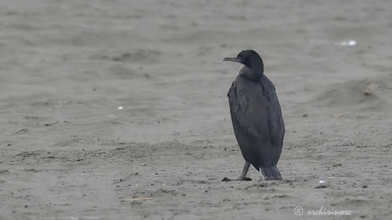 Guanay cormorant