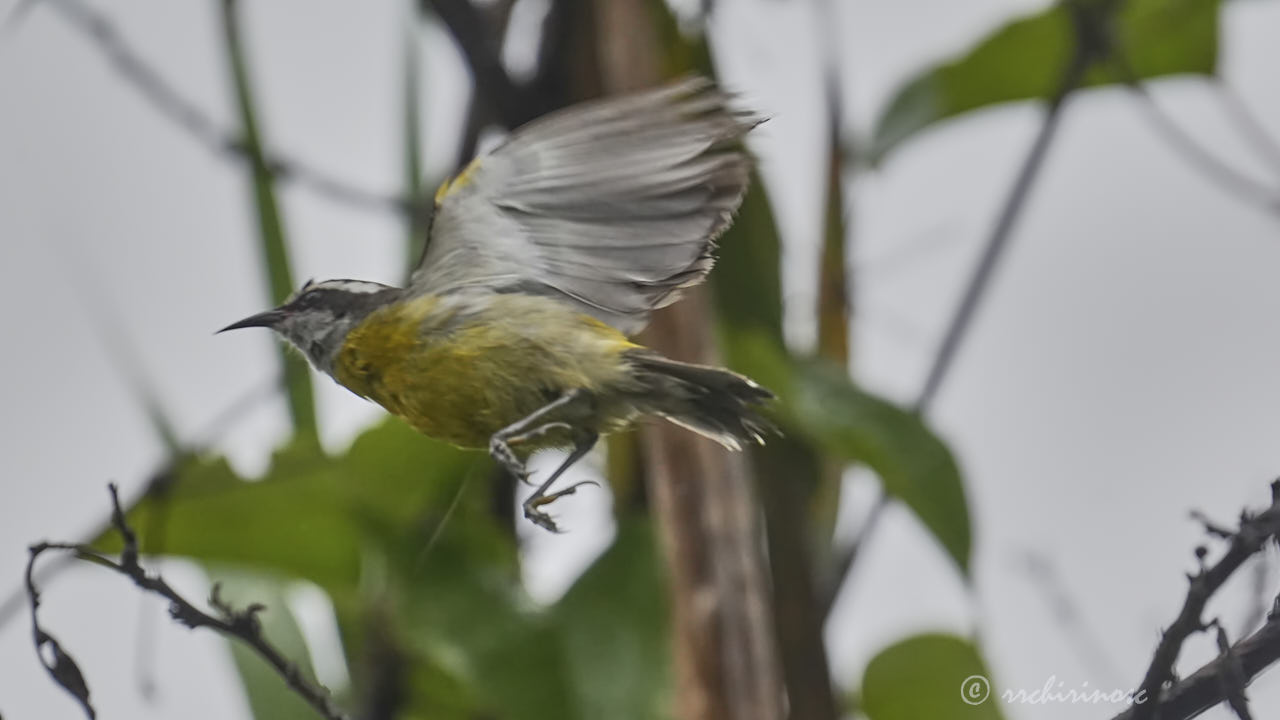 Bananaquit