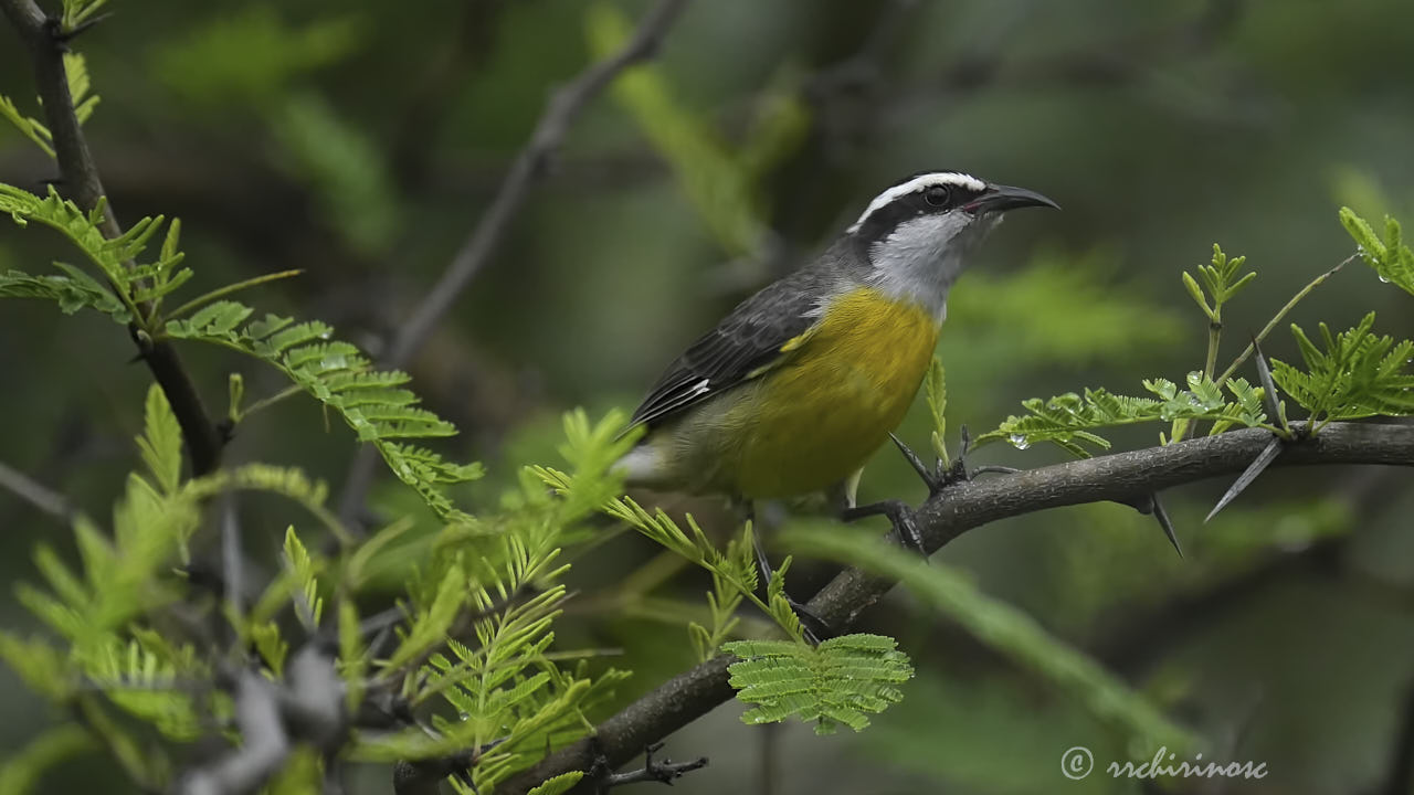 Bananaquit