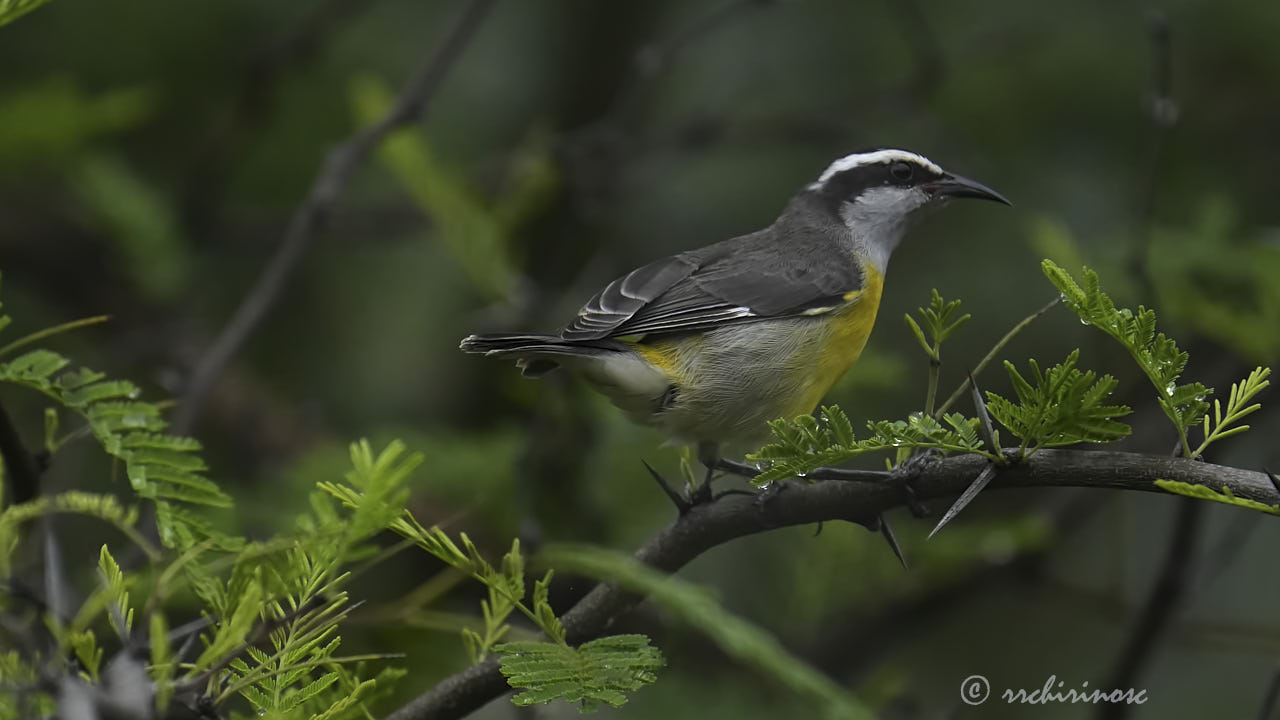 Bananaquit