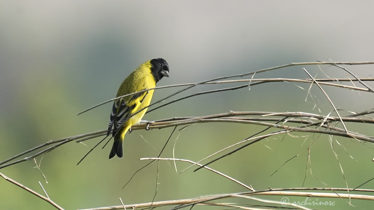 Hooded siskin