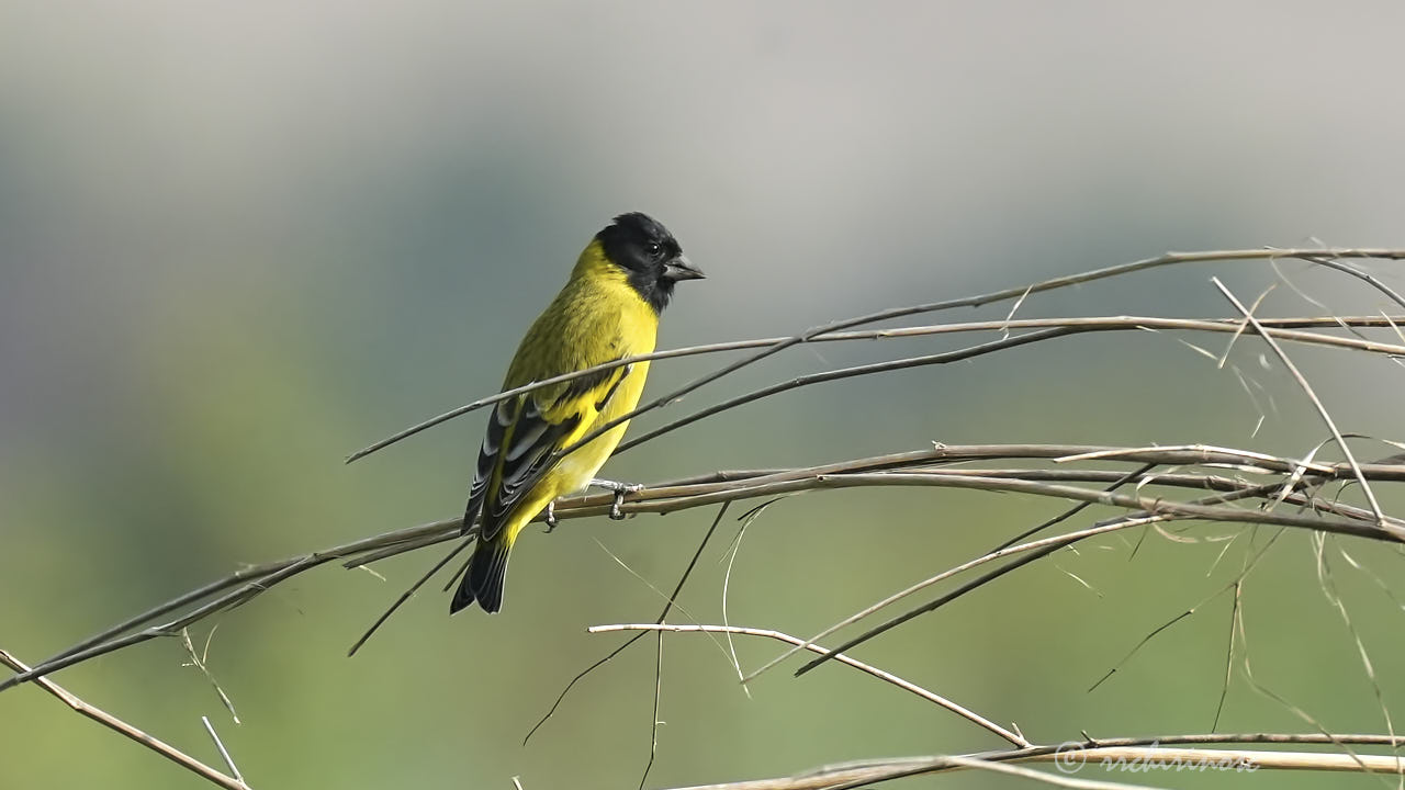 Hooded siskin