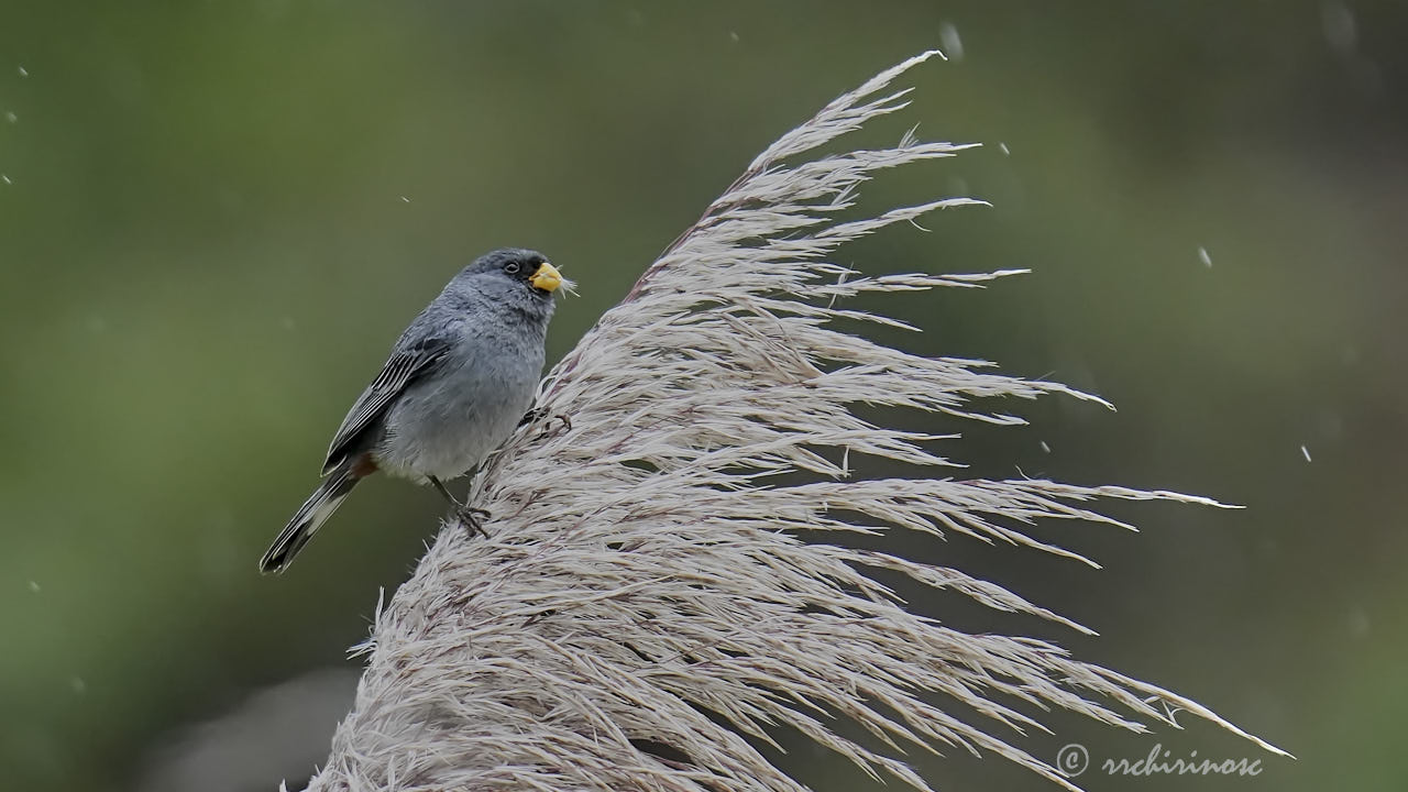 Band-tailed seedeater