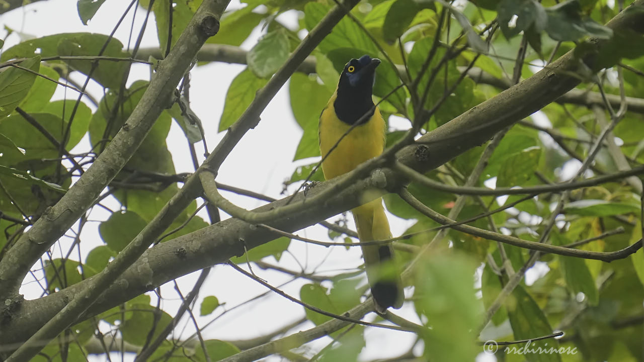 Inca jay
