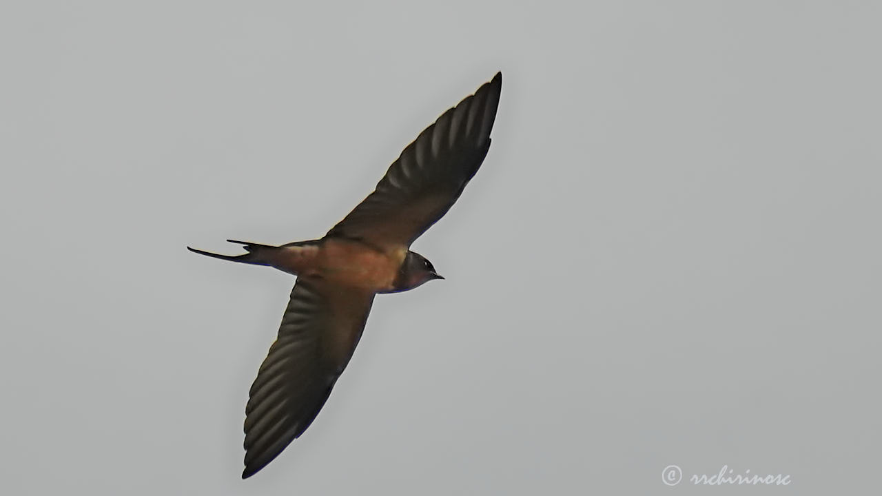 Barn swallow