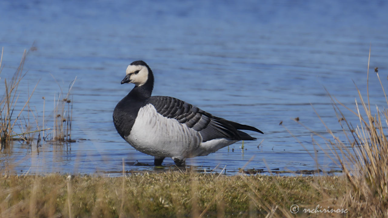 Barnacle goose