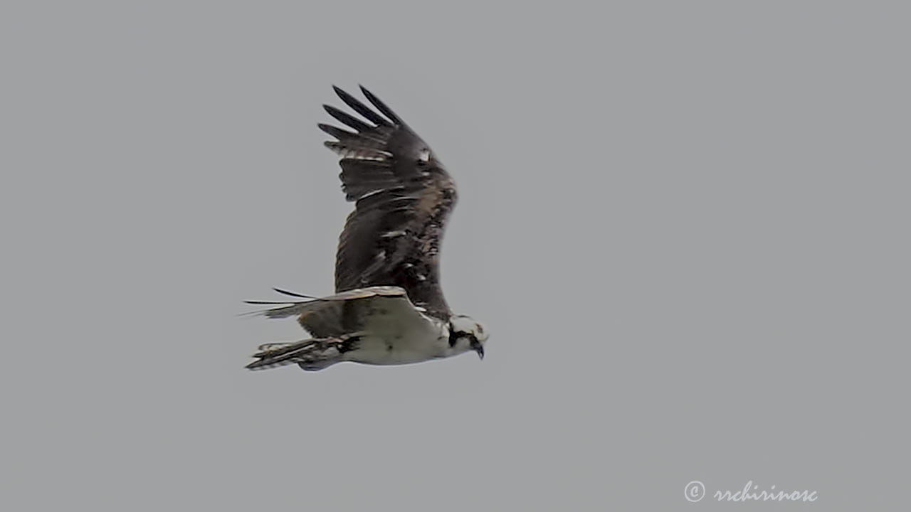 Osprey