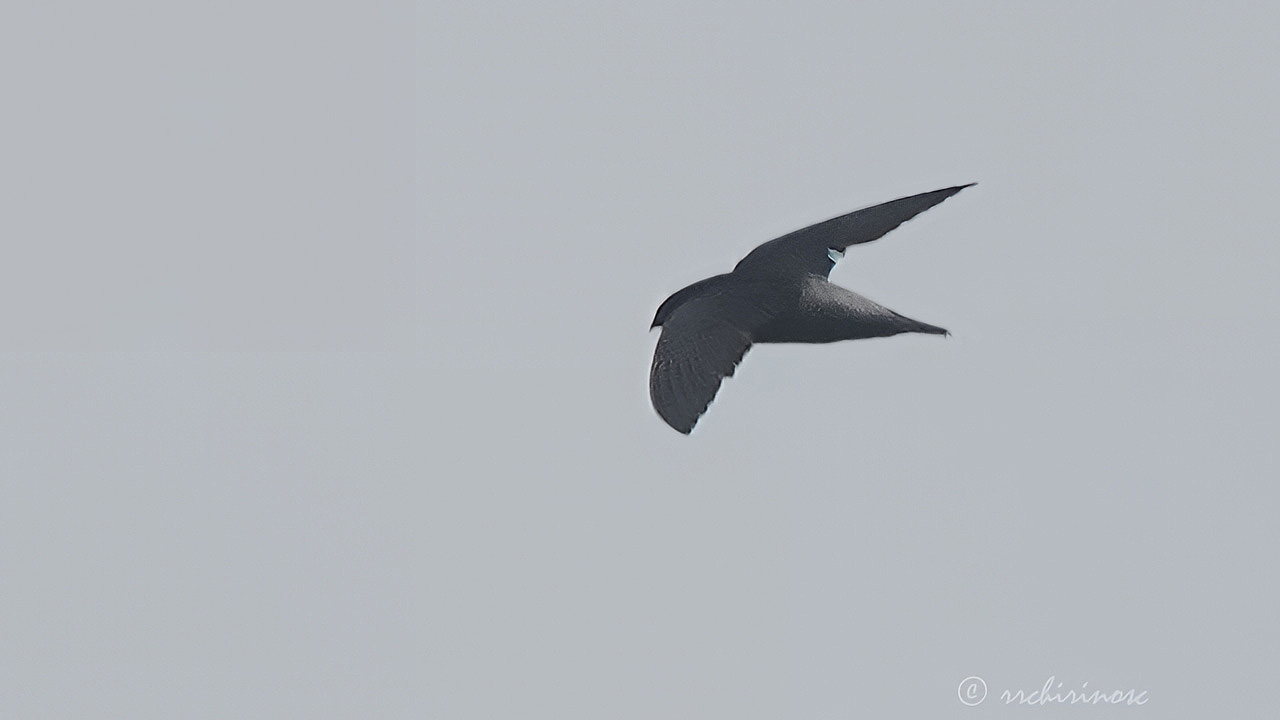 Pale-rumped swift