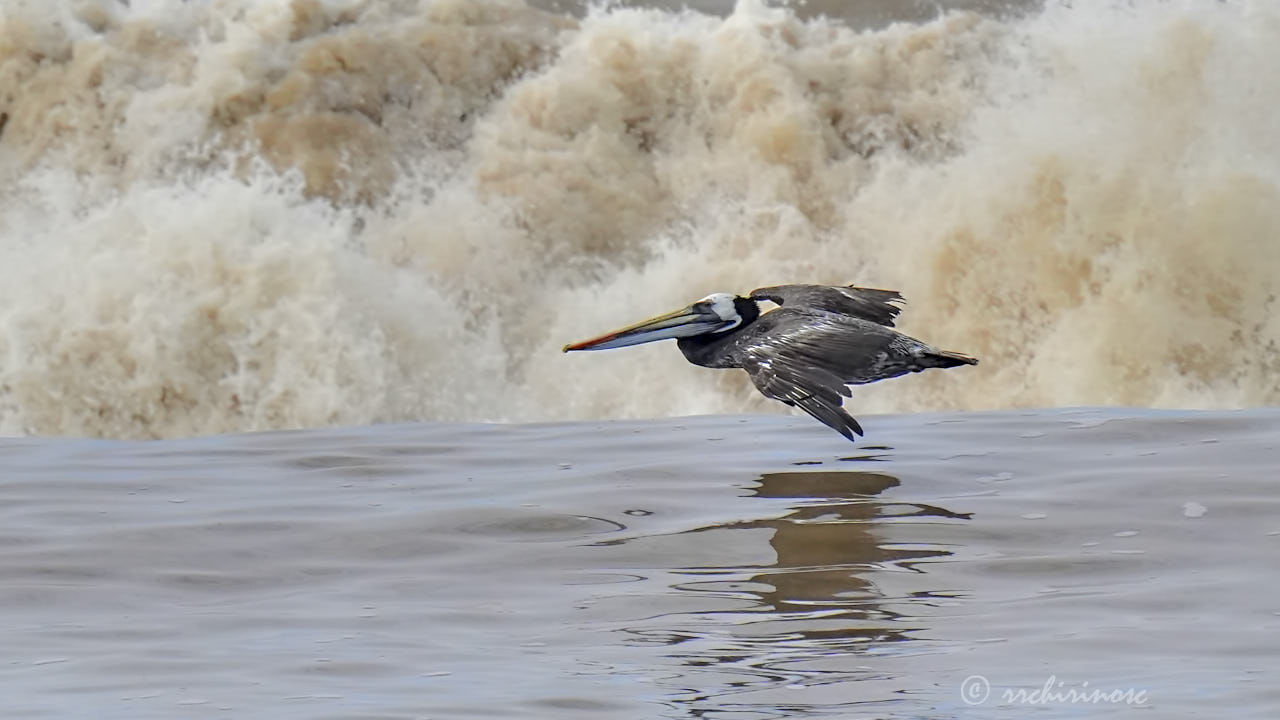 Peruvian pelican