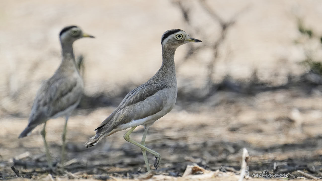Peruvian thick-knee