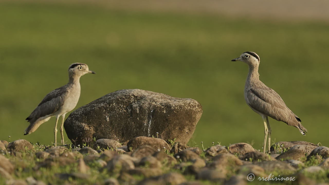 Peruvian thick-knee